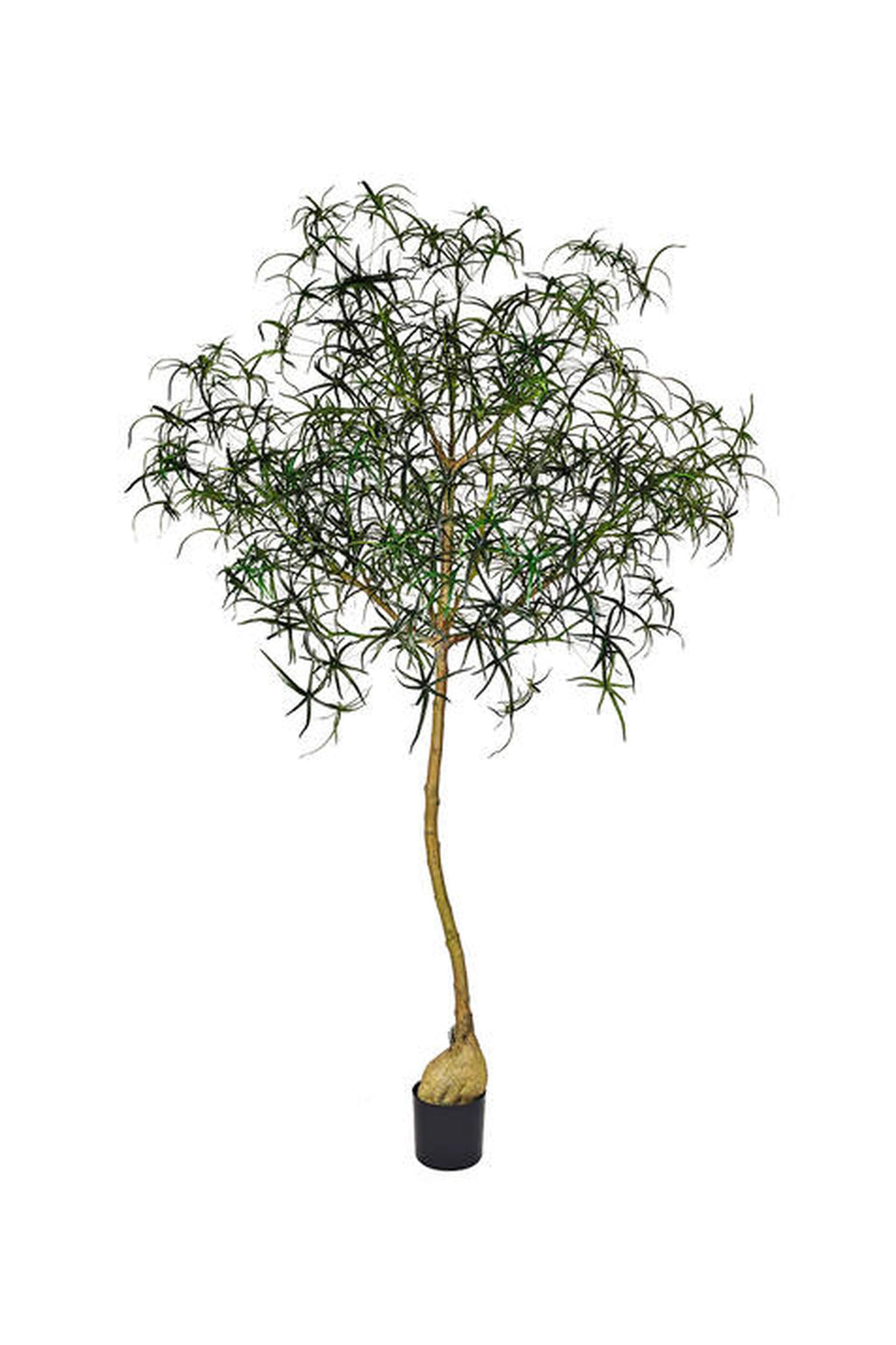 Queensland Bottle Tree künstlich, H:240cm