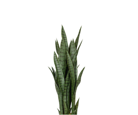 Sansevieria Künstlich H: 85cm