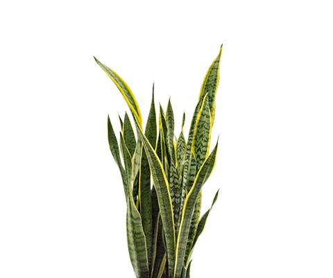 Bogenhanf - Sansevieria laurentii Ø:19 H:70 cm