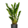 Glücksfeder - Zamioculcas Ø:21 H:80 cm