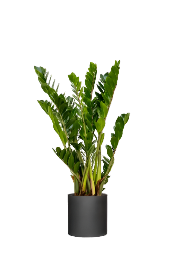 Glücksfeder - Zamioculcas Ø:21 H:80 cm