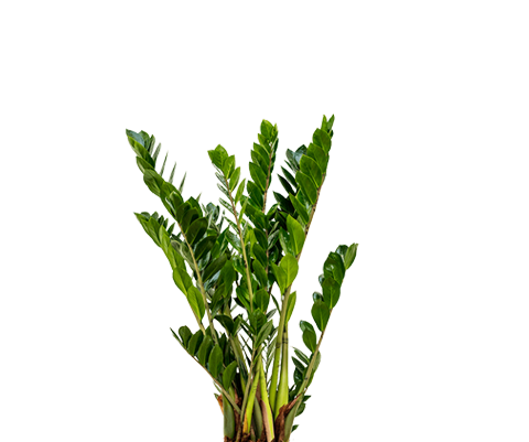 Glücksfeder - Zamioculcas Ø:21 H:70 cm