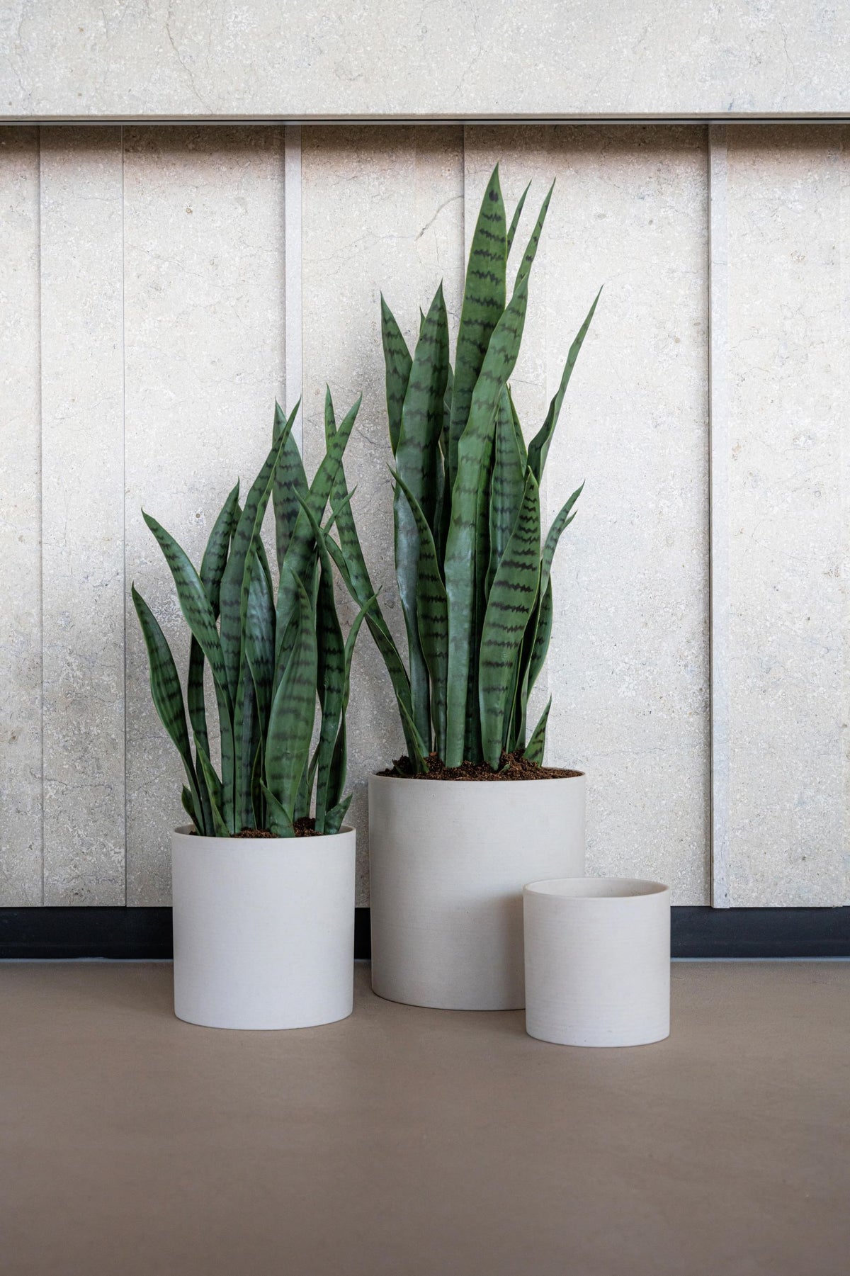 Sansevieria Künstlich - Künstliche Pflanzen