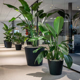 Bucket Fiberstone Schwarz