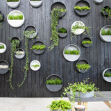 Hanging Wally Grau