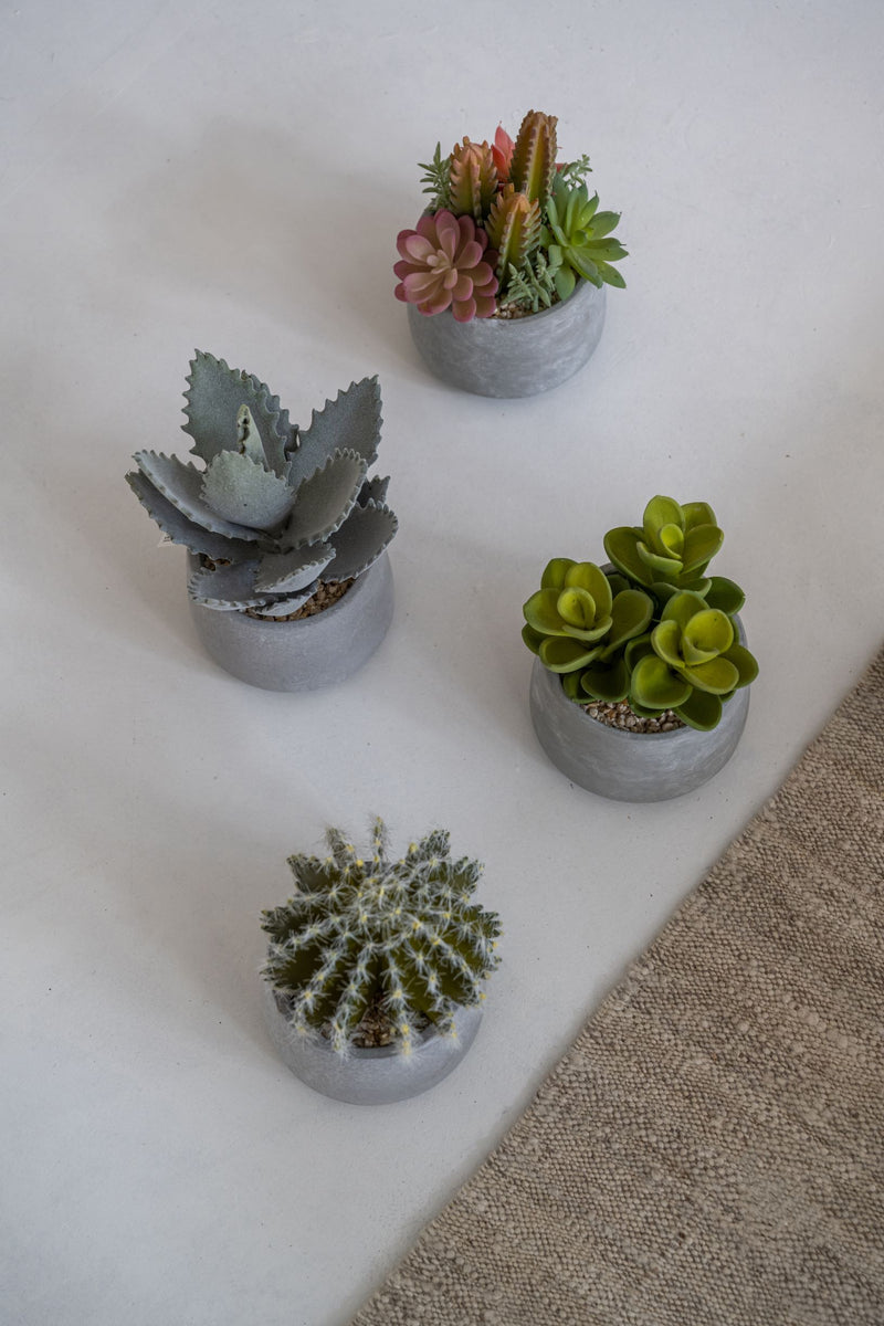 Sukkulente im Zementtopf - Künstliche | Pflanzen im Finestgreen Set