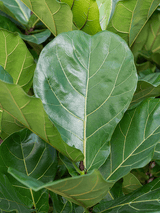 Ficus Lyrata - Geigenfeige Ø:21 H:90 cm