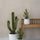 Kaktus Cereus Künstlich H: 72cm