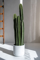 Kaktus San Pedro Künstlich