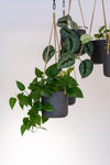 Hanging Charlie Schwarz