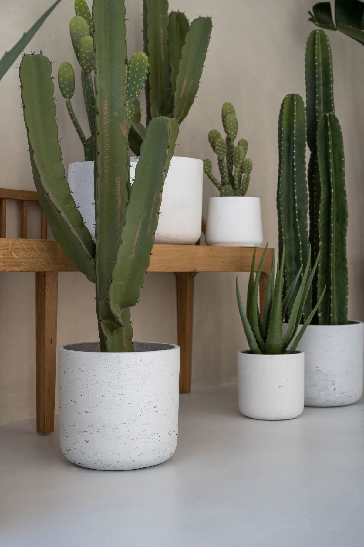 Kaktus Cereus Künstlich - Künstliche Pflanzen