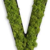 Islandmoos Piktogramm Buchstabe