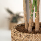 Cody Straw Grass handgewebter Pflanzkorb