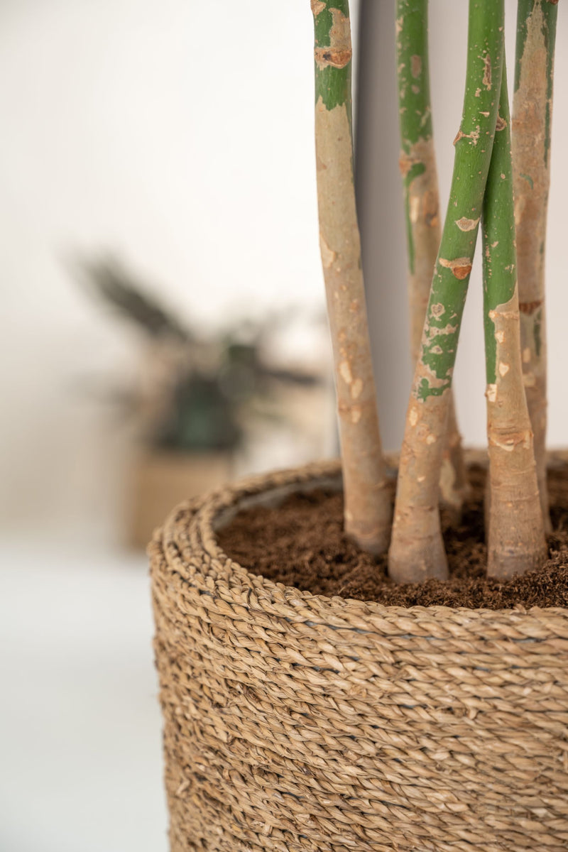 Cody Straw Grass Pflanztopf - Pflanzgefäß im Boho Style | Finestgreen