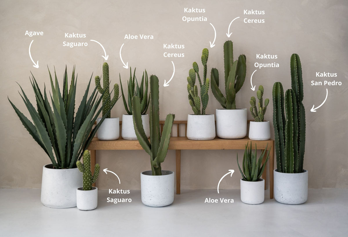 Kaktus Cereus Künstlich - Künstliche Pflanzen