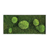 Moosbild Wald- und Ballenmoos 57x27 cm