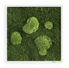 Moosbild Wald- und Ballenmoos 35x35 cm