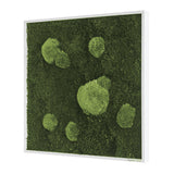 Moosbild Wald- und Ballenmoos 55x55 cm
