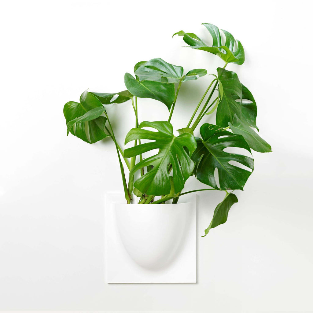 VertiPlants wall planter made from plant-based materials