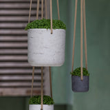 Hanging Charlie Grau Finestgreen 