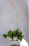 Hanging Eileen Grau