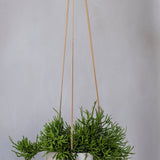 Hanging Eileen Grau Finestgreen 