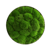 Moosbild ELLIPSOID Ballenmoos