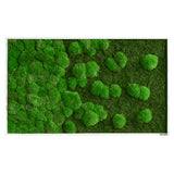Moosbild Verlauf Wald- und Ballenmoos 100x60 cm