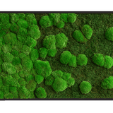 Moosbild Verlauf Wald- und Ballenmoos 100x60 cm