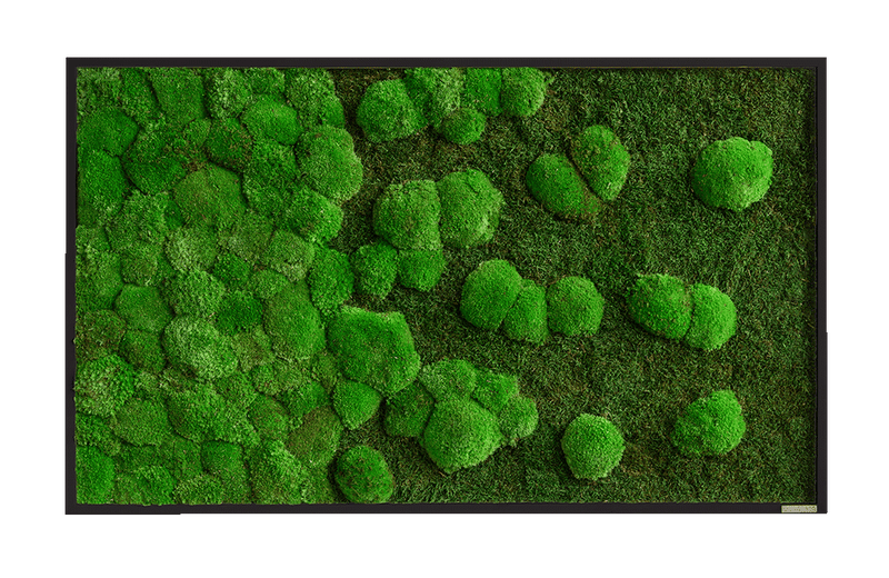 Moosbild Verlauf Wald- und Ballenmoos 100x60 cm
