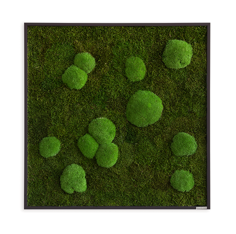 Moosbild Wald- und Ballenmoos 80x80 cm
