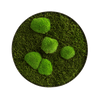 Moosbild ELLIPSOID Wald- und Ballenmoos
